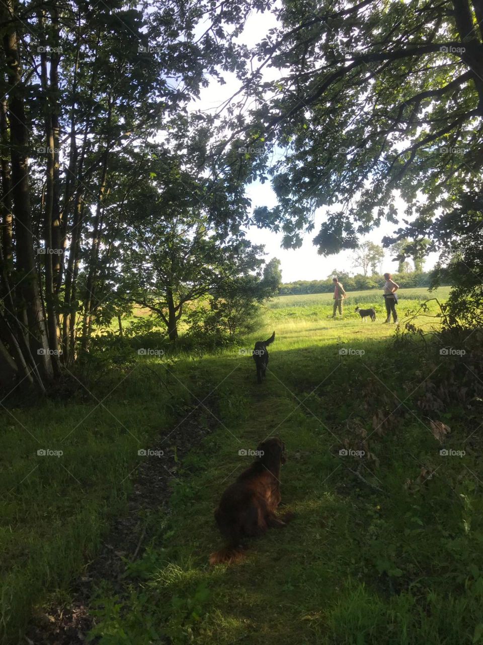 Woodland glade , dogs in shade of the wood , people in background of sunshine, blue sky.