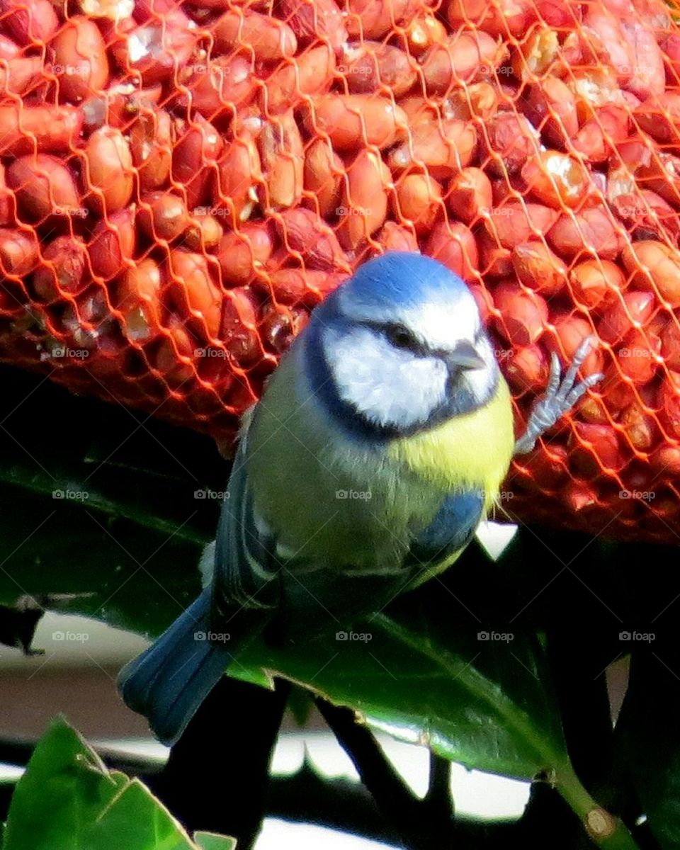 blue tit