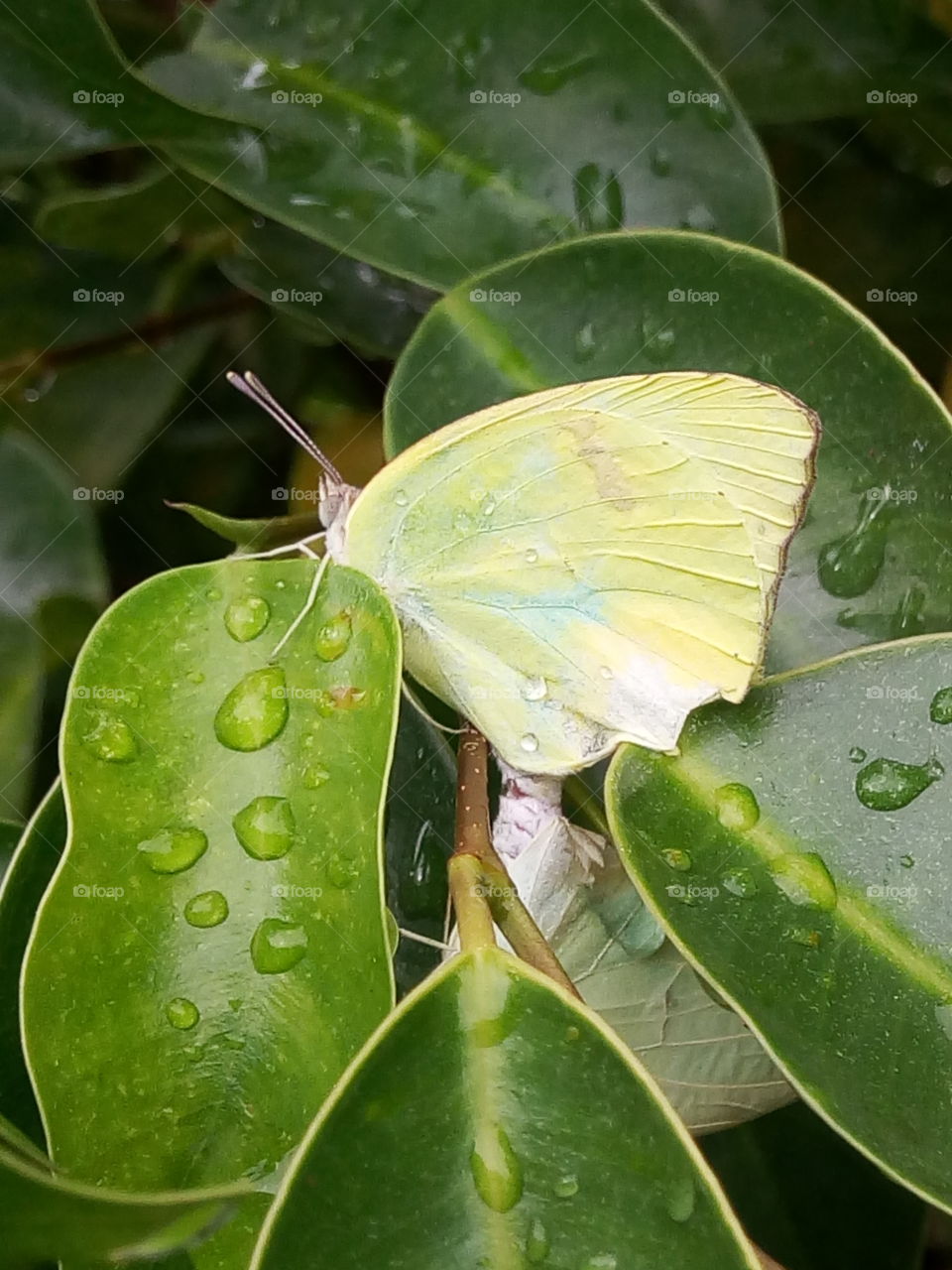 Nature, Leaf, Flora, Tropical, No Person