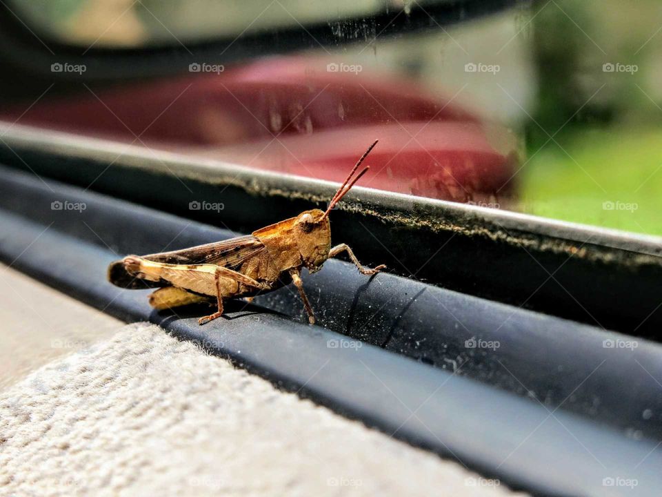 A cricket on my car's door