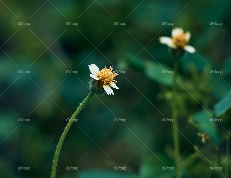 Floral photography  - daisy  - tridax