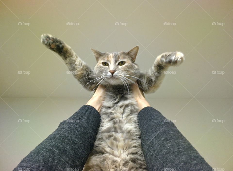 Our Cat, Ion. #cation. #throughglass