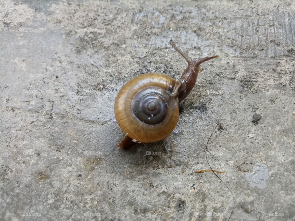snail was looking some food