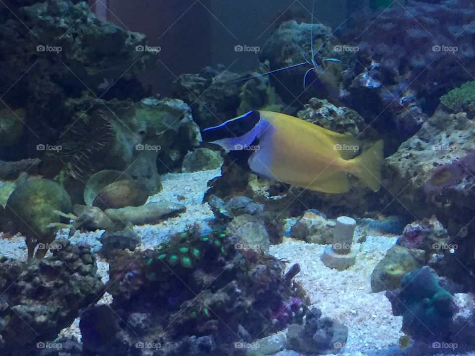 Beautiful tropical fish