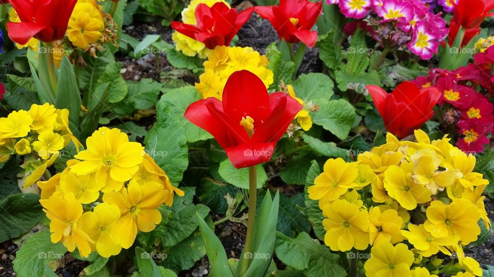 Colourful flowers, photo taken near Mother's day, reminding me of my mum...