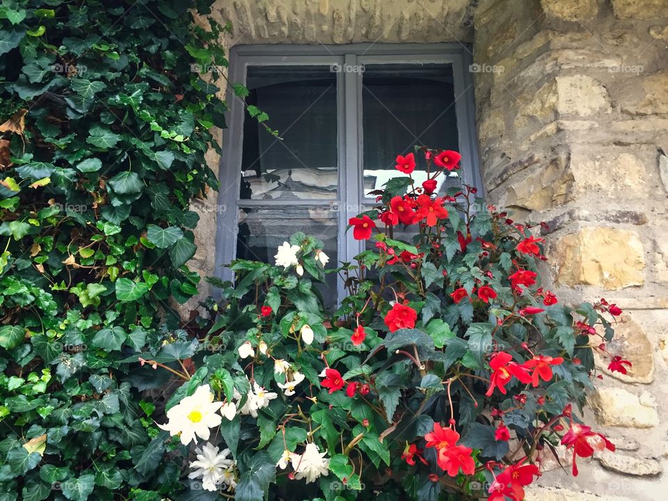 Window on brick wall surrounded by ivy and flowers 