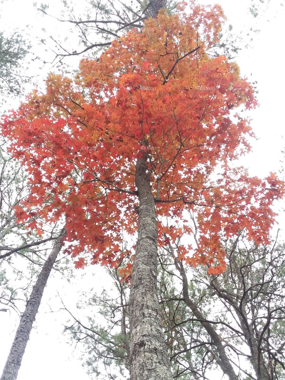 Autumnal view of red leaves tree