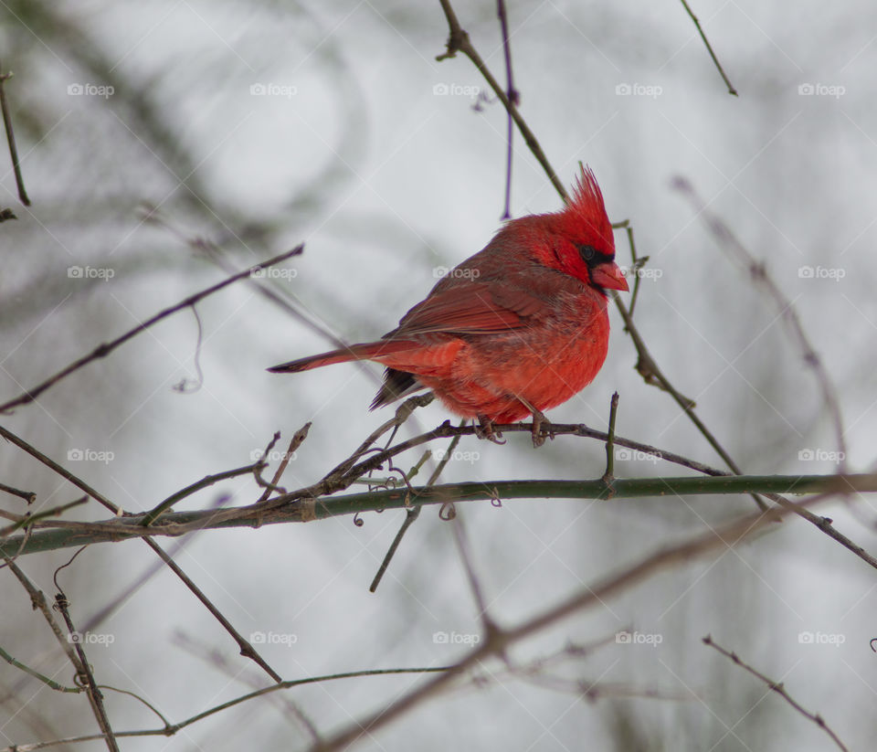 northern cardinal. Just resting in a tree branch.