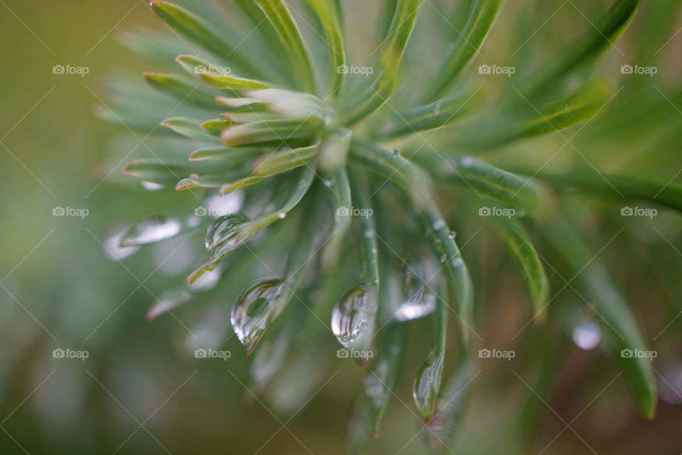 rain drops