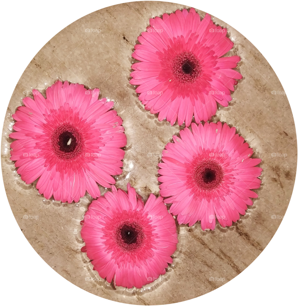 Sunflower Red Colour