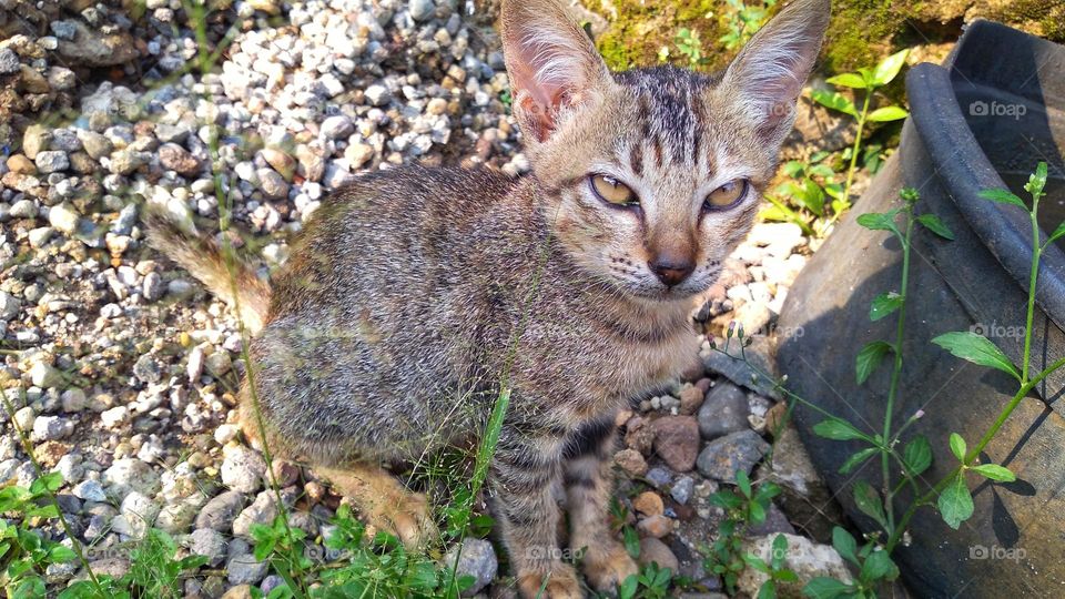 cute cat sitting between small stones