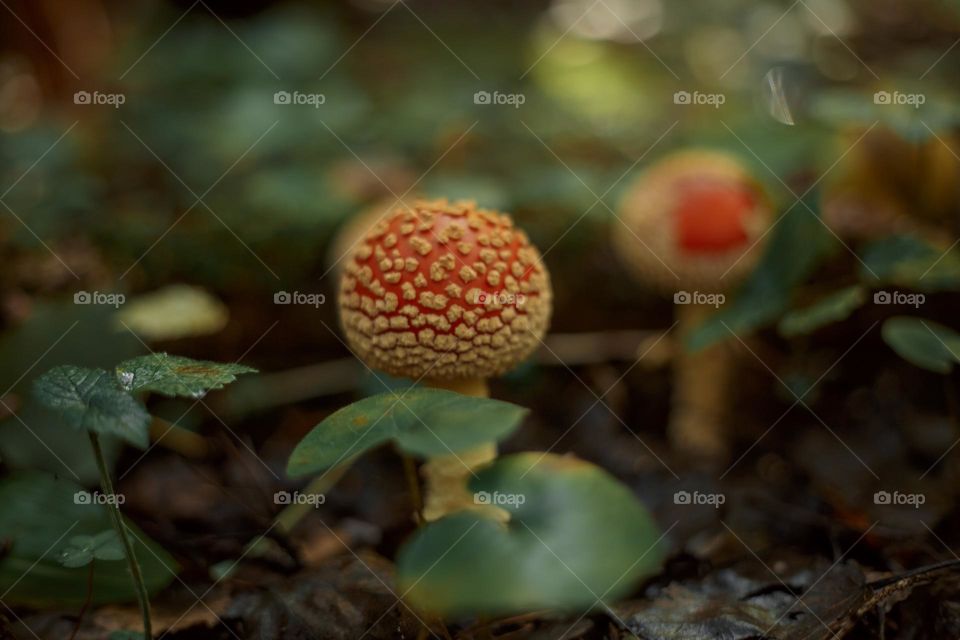 Red am Amanita mushrooms in autumn forest 