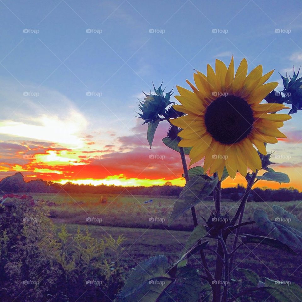 Sunflower sunset