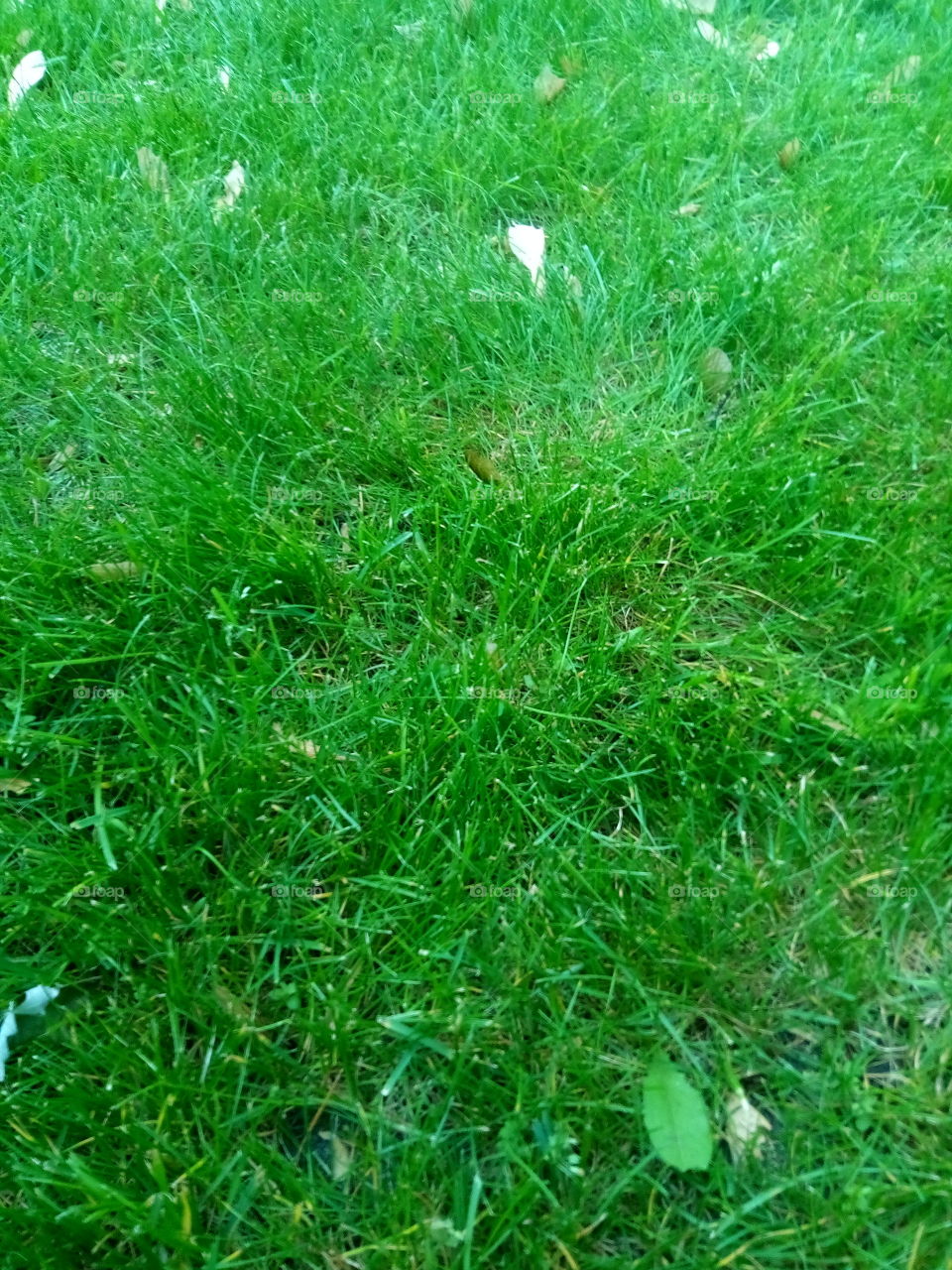 Real Grass