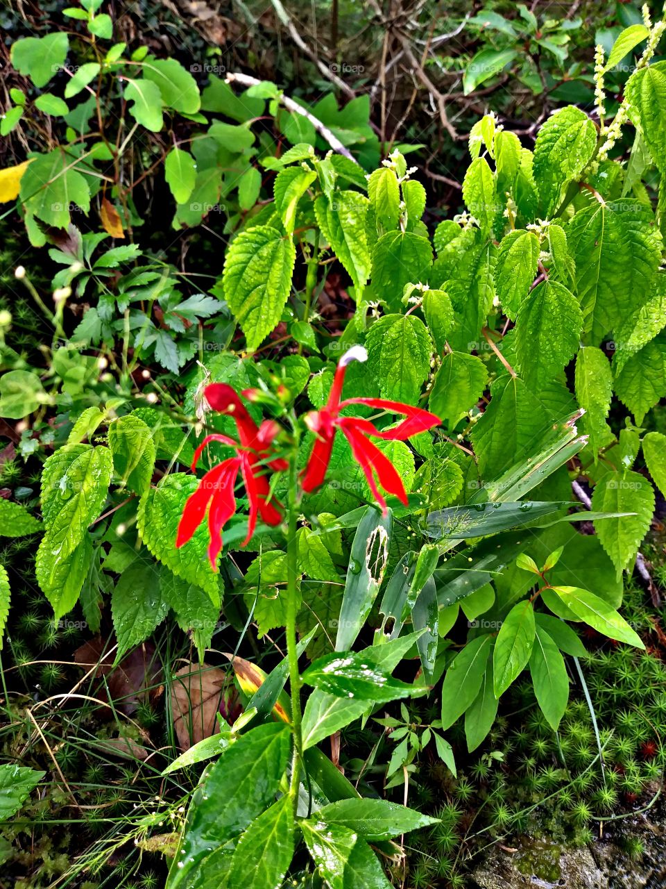 Wild woods flower