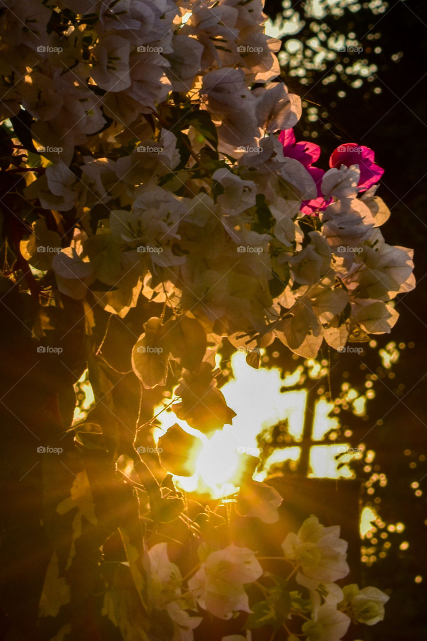 Sun filtering out from foliage of bougainvillea flowers... Depicting true essence of nature in spring