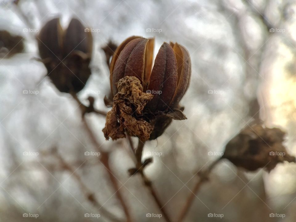 Dry seeds. Macro 