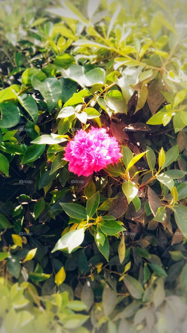 beautiful flower