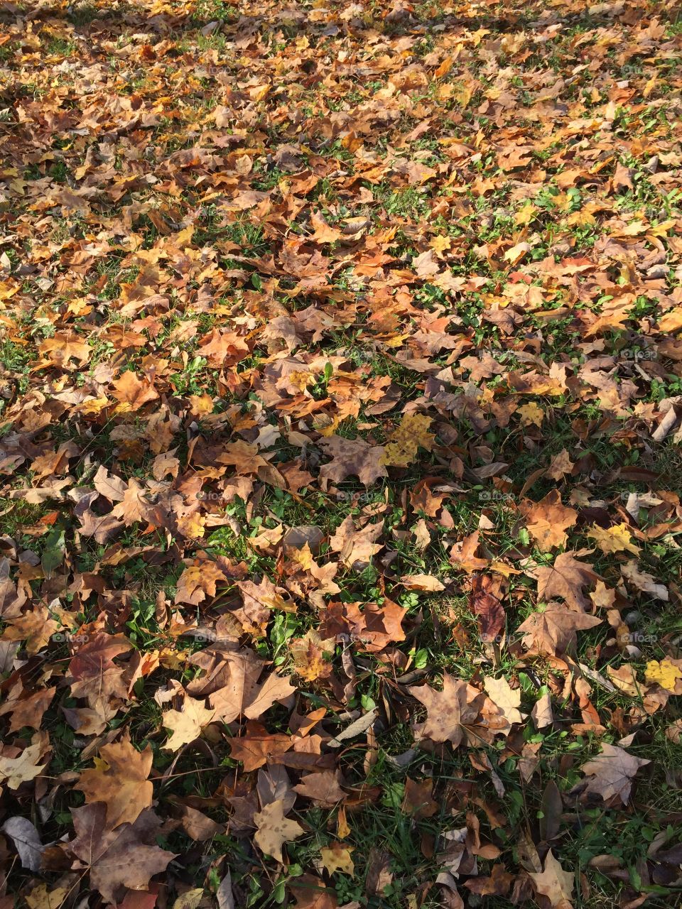 Fall leaves