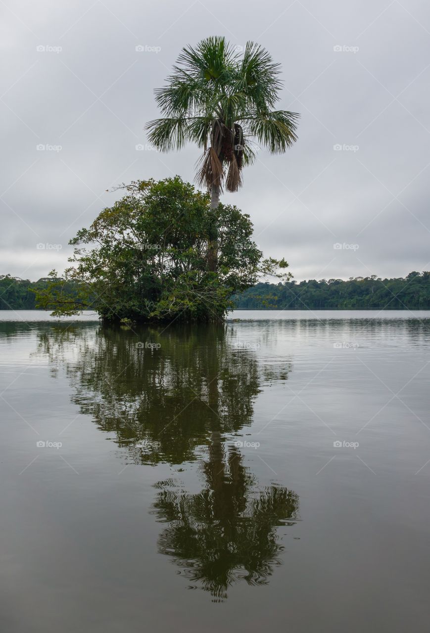 Tree, Water, No Person, Nature, Reflection