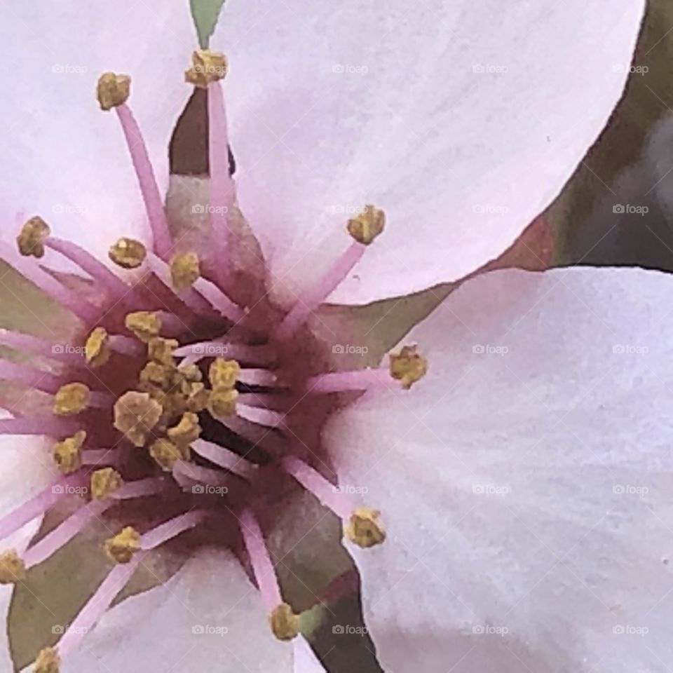 Cherry tree blossom flower