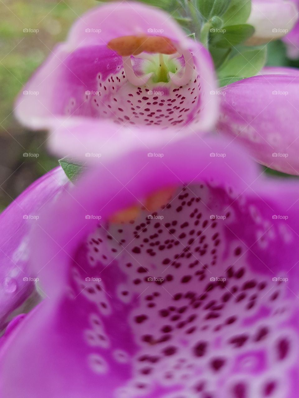 foxgloves