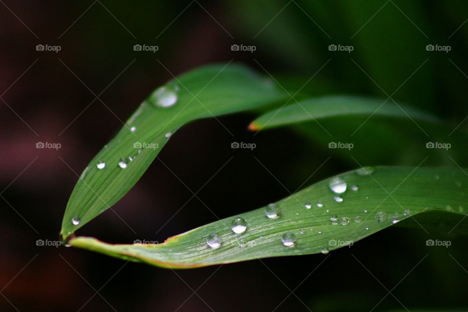 After The Rain. Grass with glistening water beads