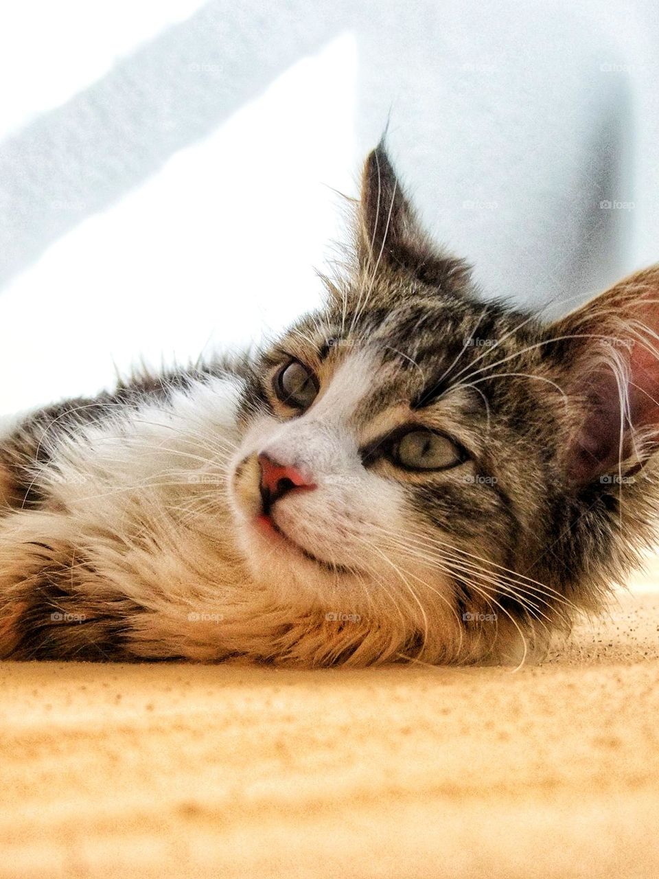 Portrait of the cat Mars