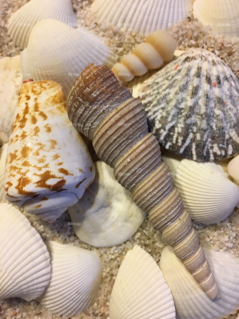 Elevated view of sea shell