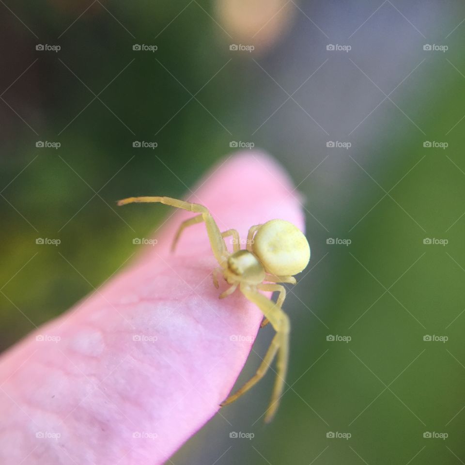 Flower, Nature, Insect, Leaf, Garden