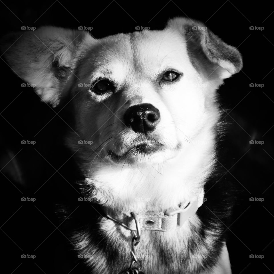 Black and White portrait of a small dog