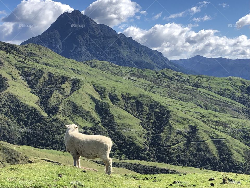 A lone sheep stands atop a hill on a farm that overlooks the beautiful vista in the distance