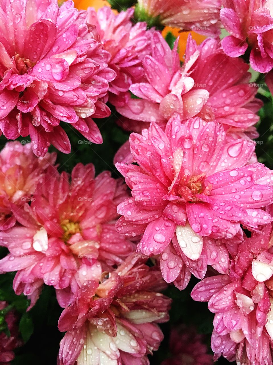 Pink fall mums glistening after a rainfall.