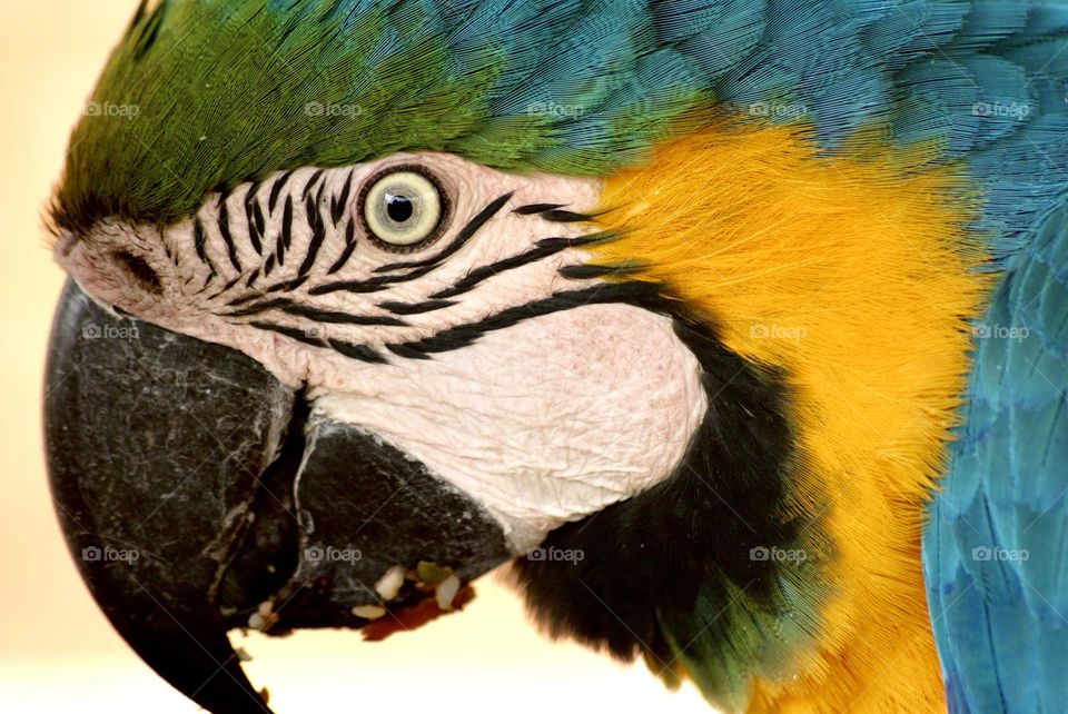 A close up shot of a blue and golden macaw 