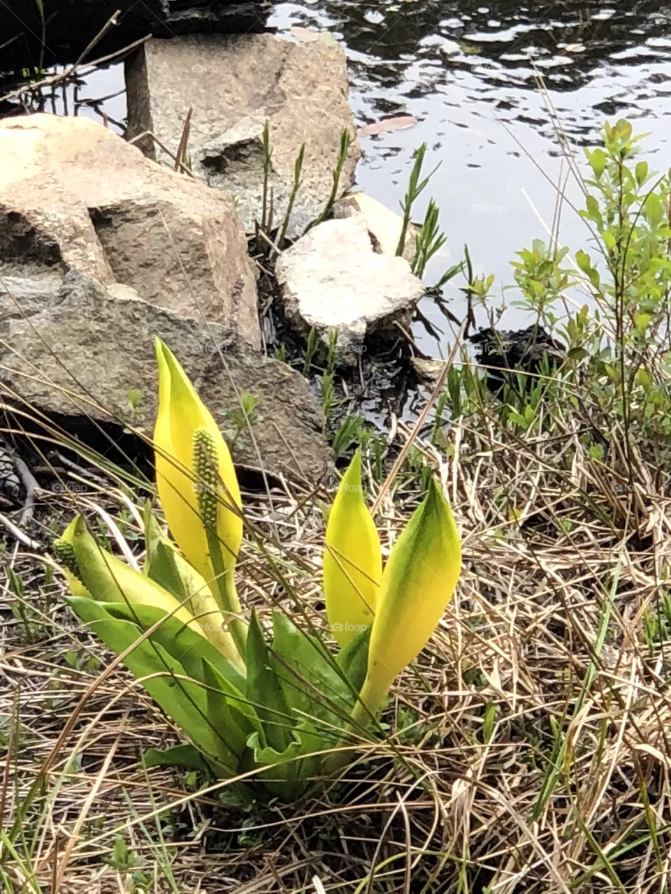 Wild blooms 