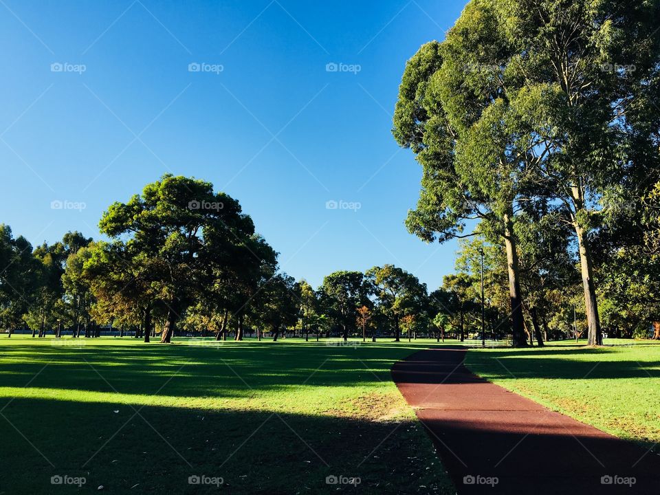 There are many tees in the urban park.