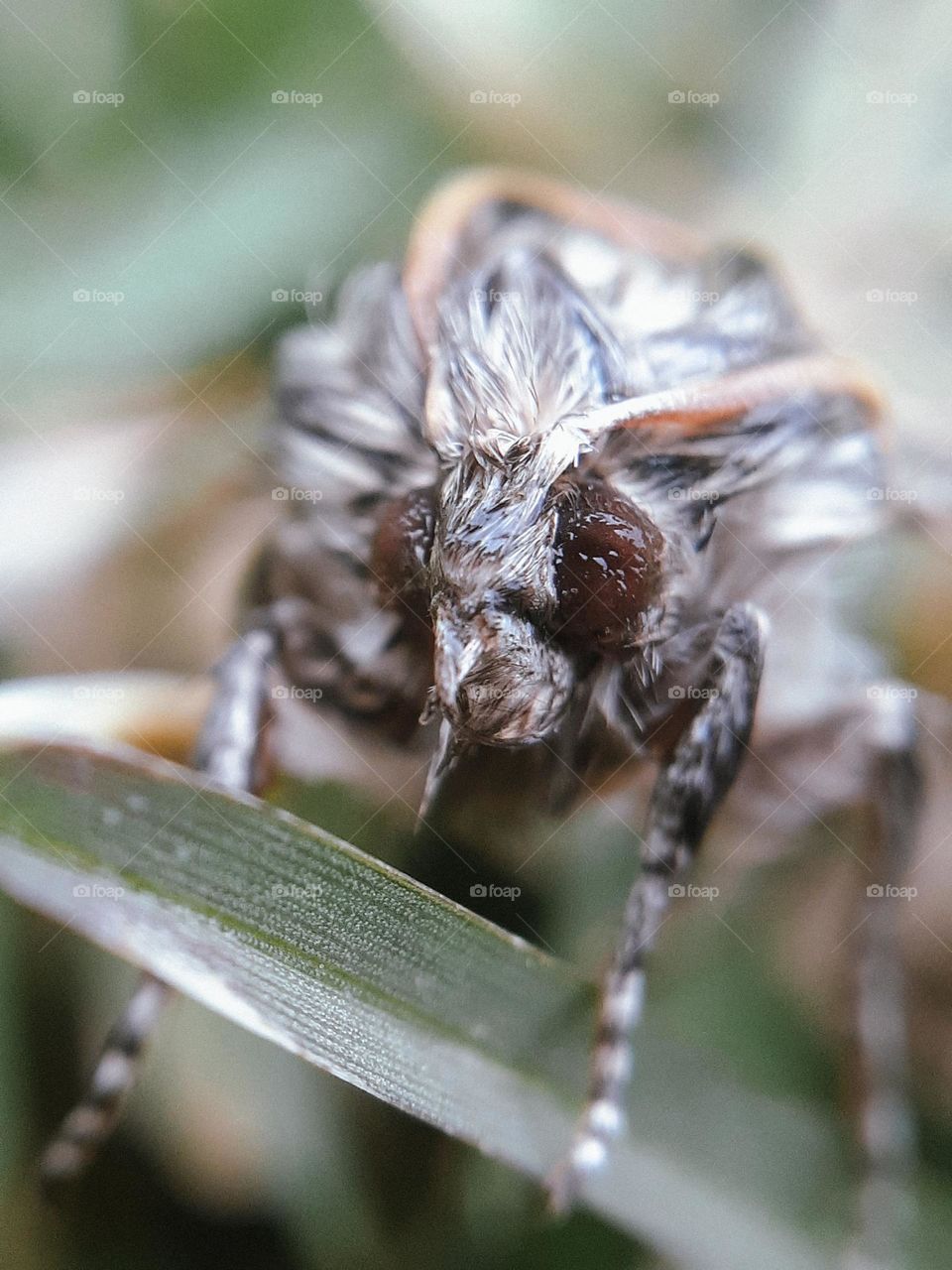 Photo of wet moth on green grass