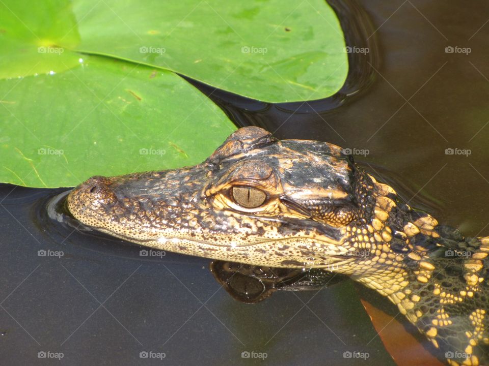 Baby alligator sunbathing in the water