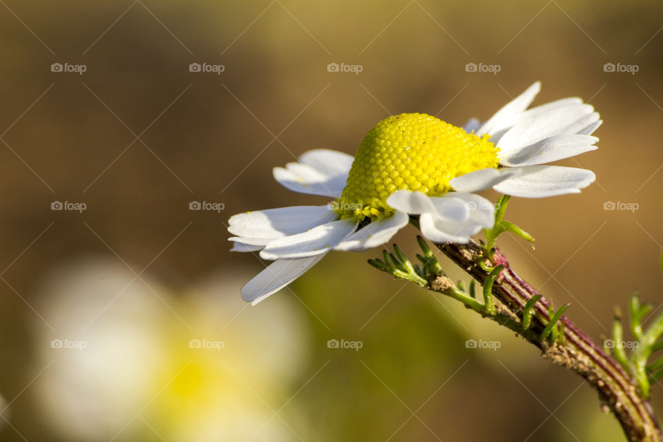 Clean background and daisy 