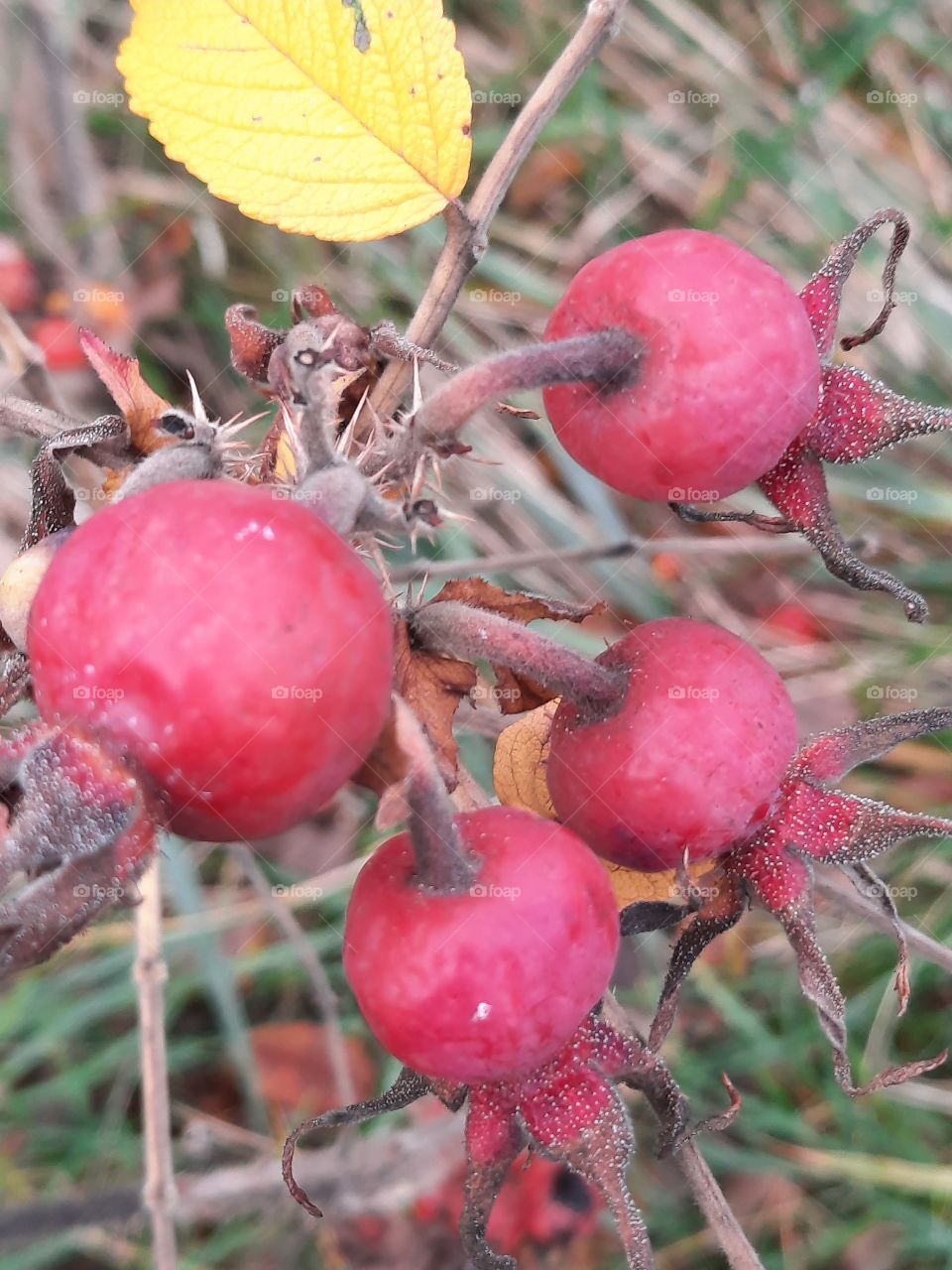 autumn garden fruits - red wild rose hips