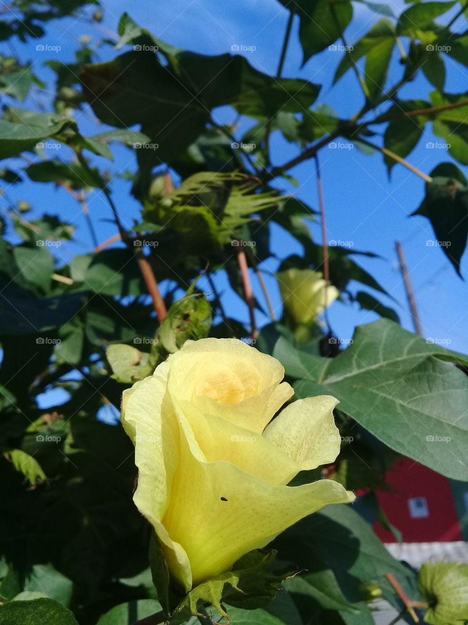 Flower of Para cotton tree. Hibiscus
 Cotton tree