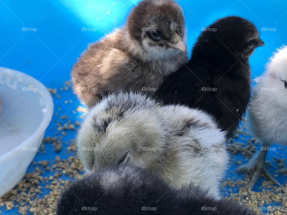 chick farm