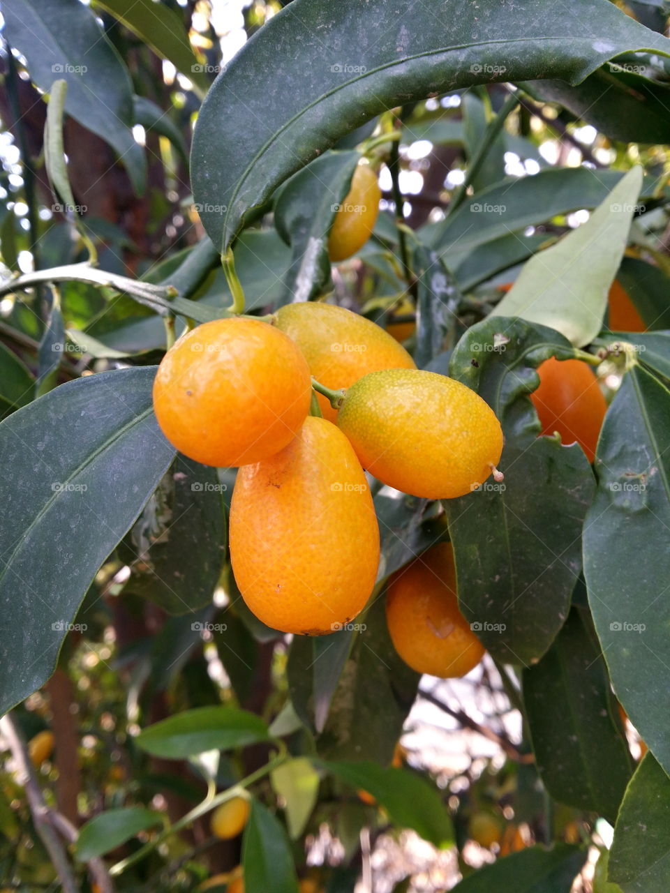 Citron Citrus Lemon orange