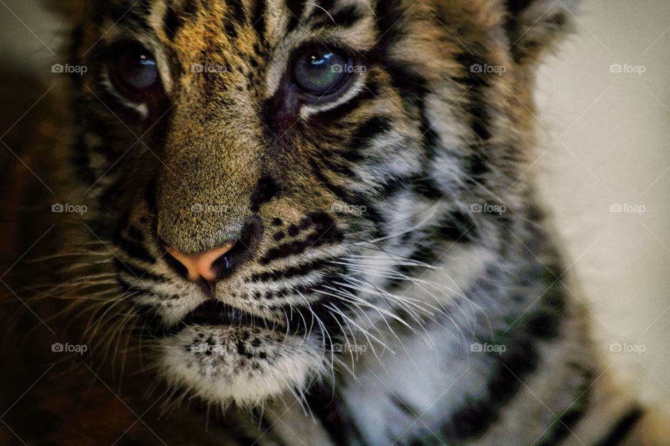 Tiger cub