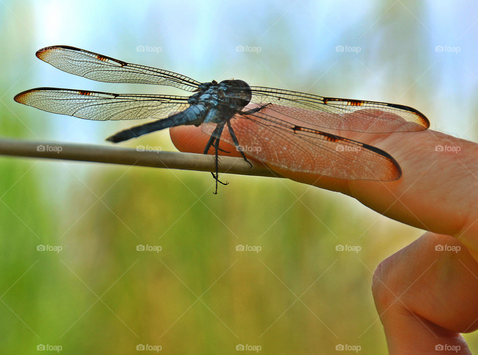 Reaching out. This dragonfly was walking on a stick when it reached out and attached one leg on a woman's finger!