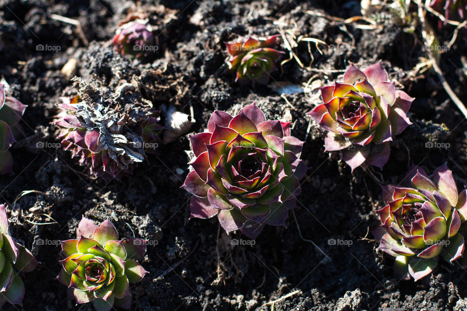 cacti on the ground