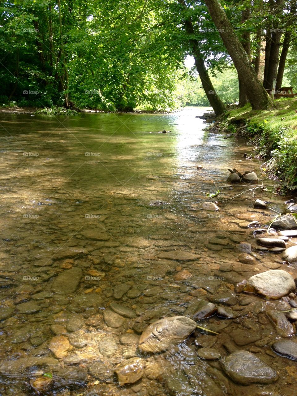A Walk in the Creek