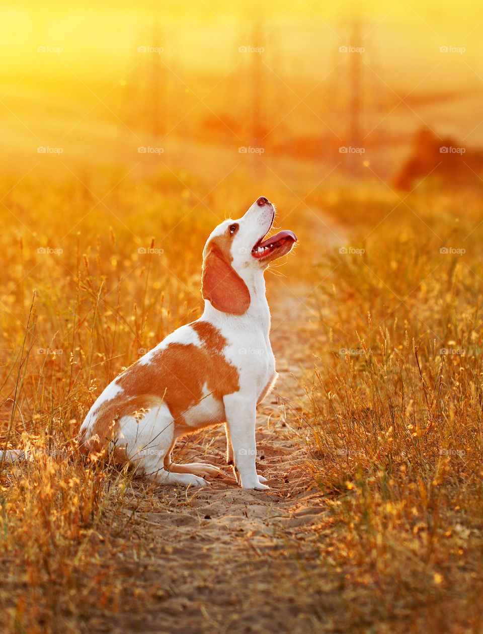 Sunny dog