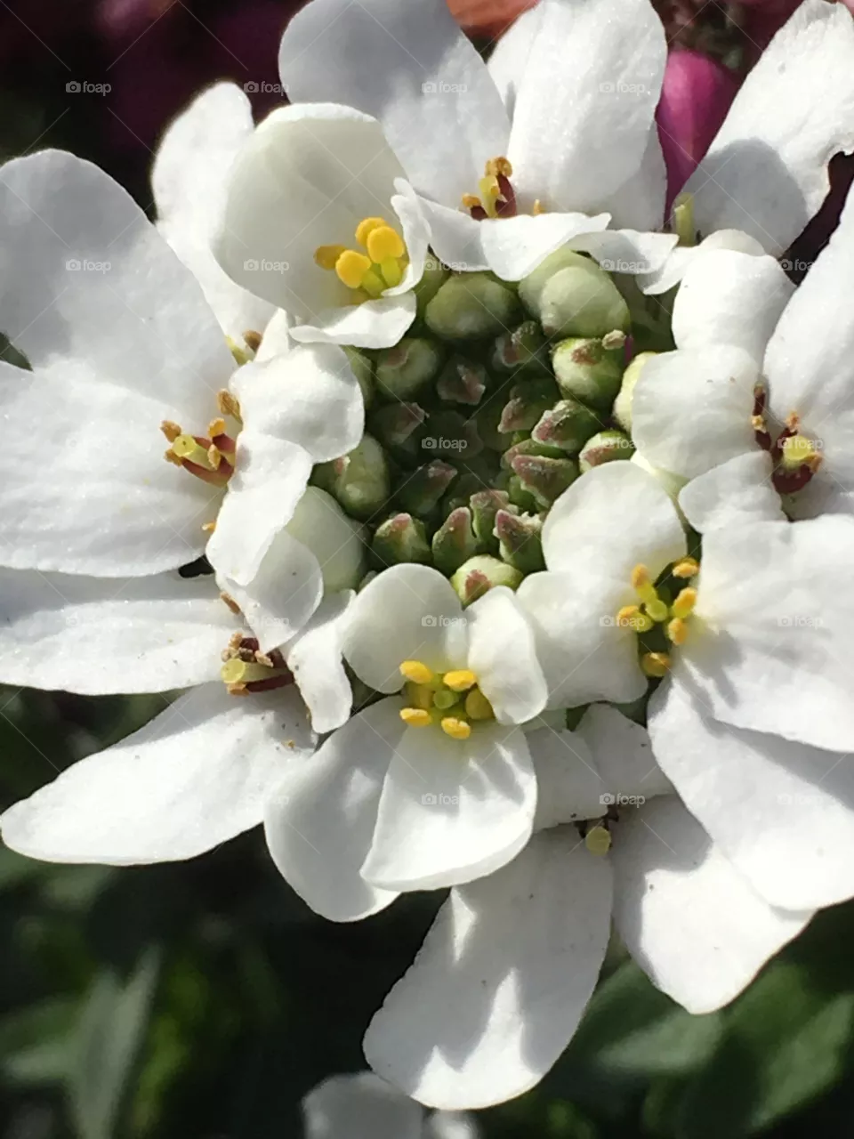 Fiore 