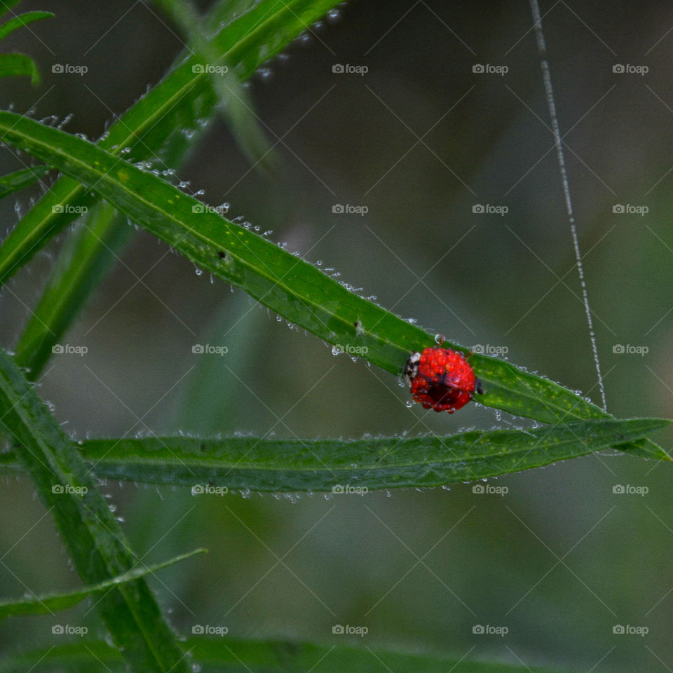 Lady Bug crawling ever so slowly up a plant blade lined with the morning dew! Also seen is webbing!